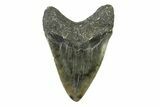 Fossil Megalodon Tooth - North Carolina #338588-2